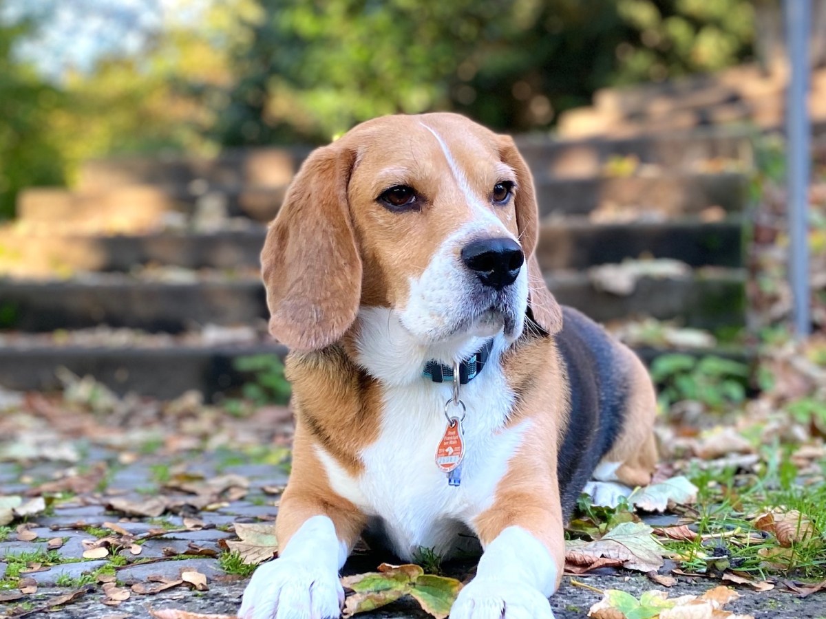 Portrait mode in iPhone&nbsp;11